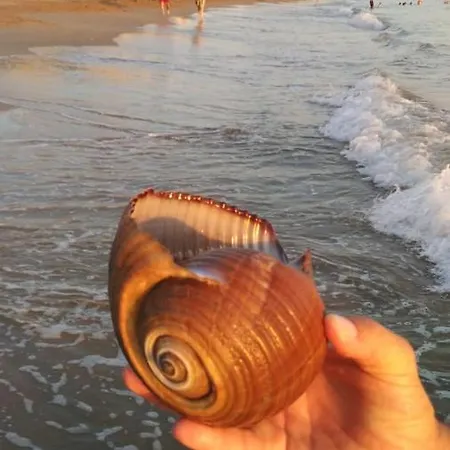 Aparthotel Апартаменты В Отельном Комплексе Avsallar